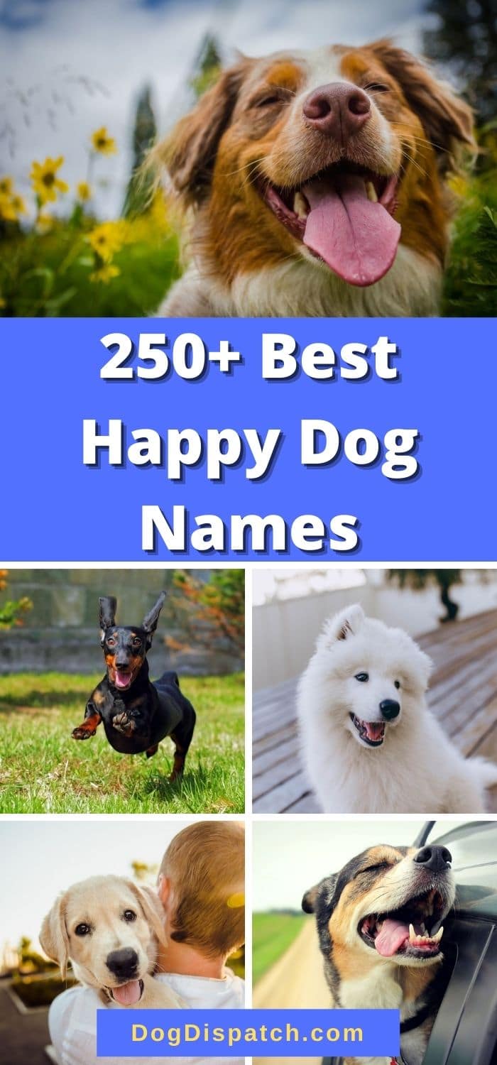 250+ Best Happy Dog Names (2022 Updated) - Dog Dispatch