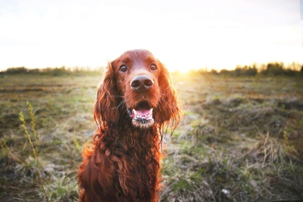 250+ Best Irish Dog Names (2022 Updated) - Dog Dispatch