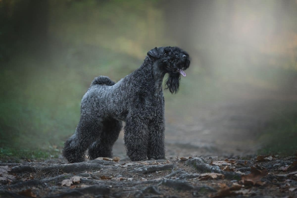 Kerry Blue Terrier in forest, epic shot