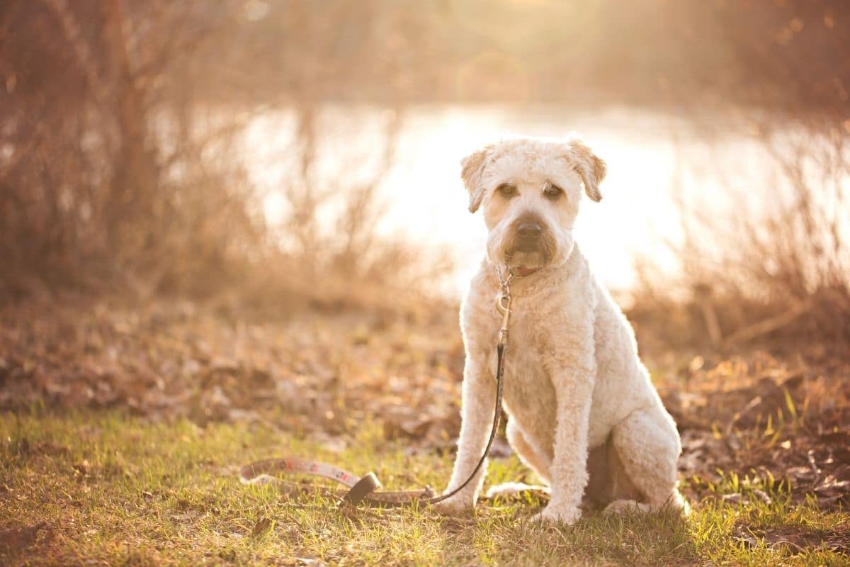Glen of Imaal Terrier with leash, sitting on grass near lake