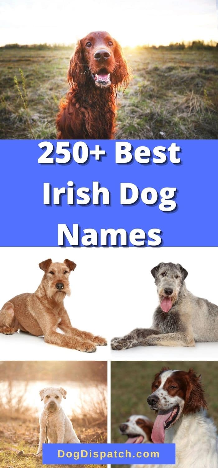 250+ Best Irish Dog Names (2022 Updated) - Dog Dispatch