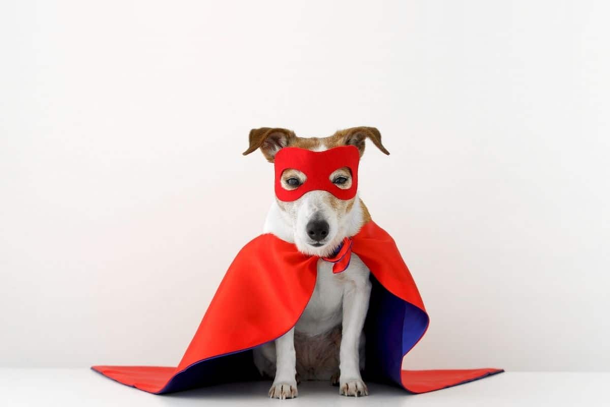 White brown dog with red blue superhero costume sitting on the floor, white background