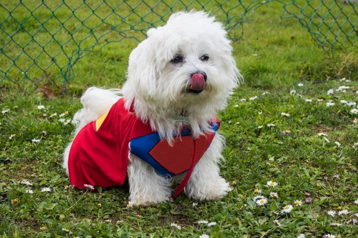 White small fluffy dog with superhero costume standing on green grass