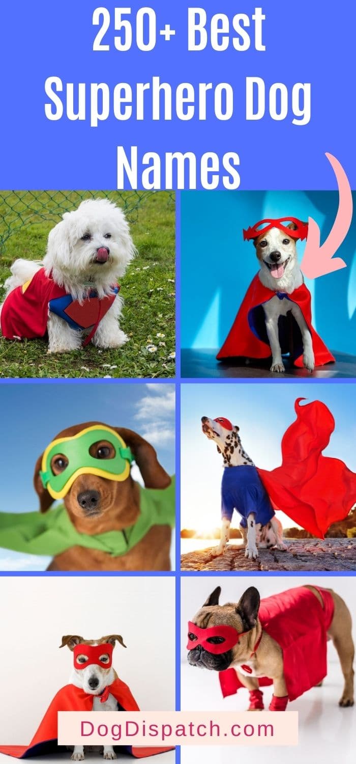 250-best-superhero-dog-names-2022-updated-dog-dispatch