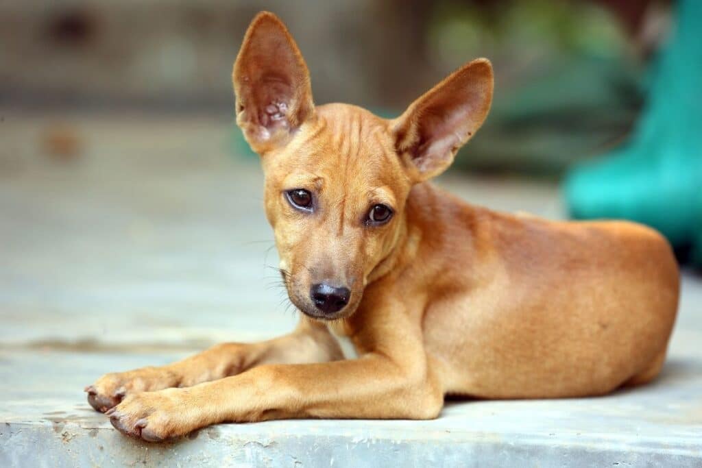 270 Best Indian Dog Names 2022 Updated Dog Dispatch