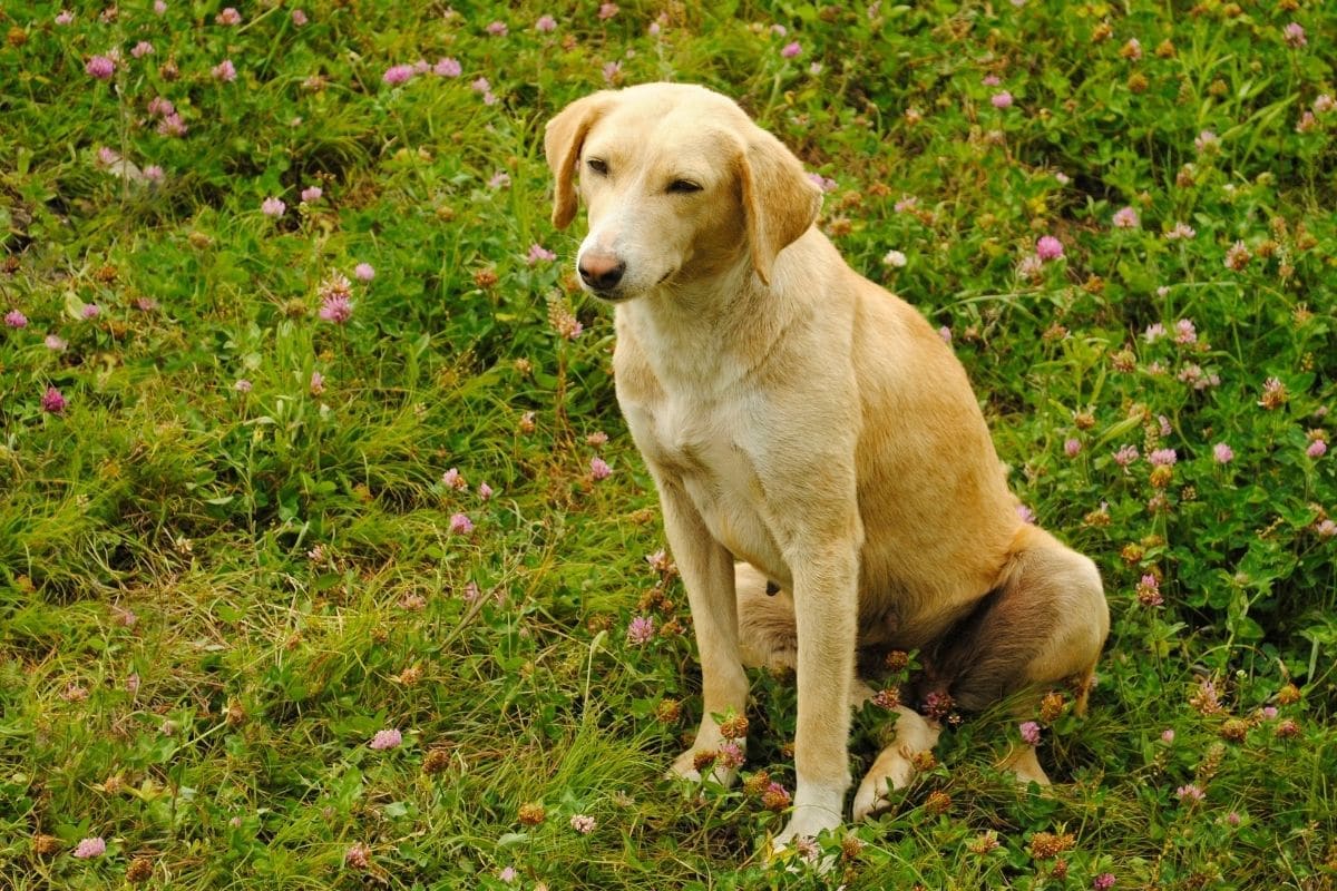 Female golden Indian dog sitting on grass flower meadow