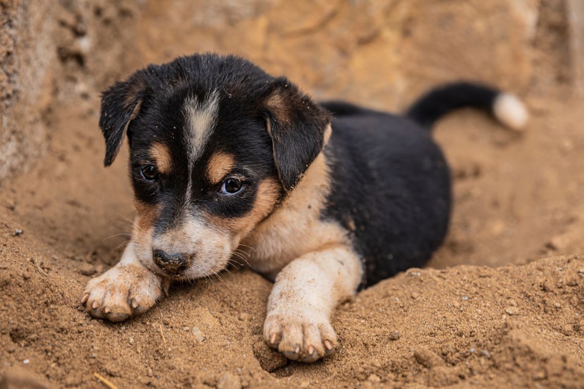 Cute tri-color indian puppey playing in the sand