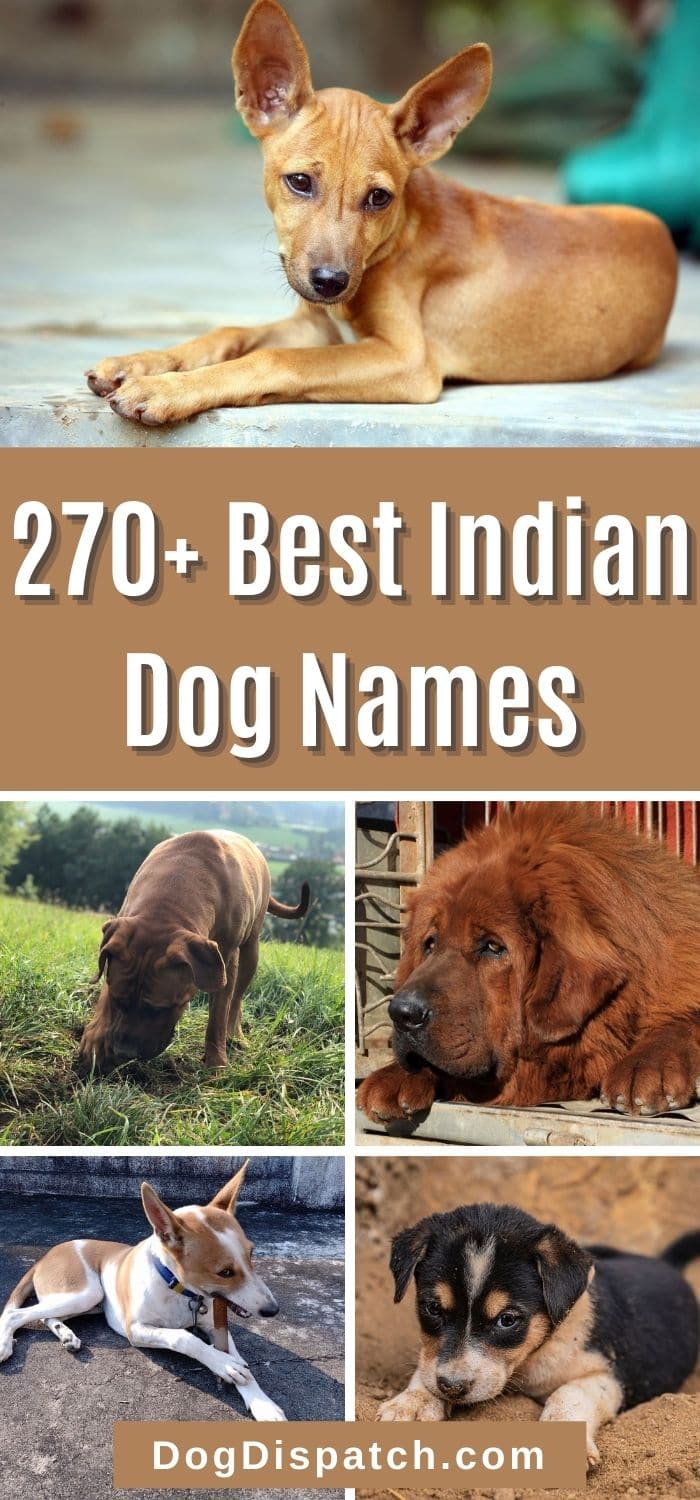 270-best-indian-dog-names-2022-updated-dog-dispatch