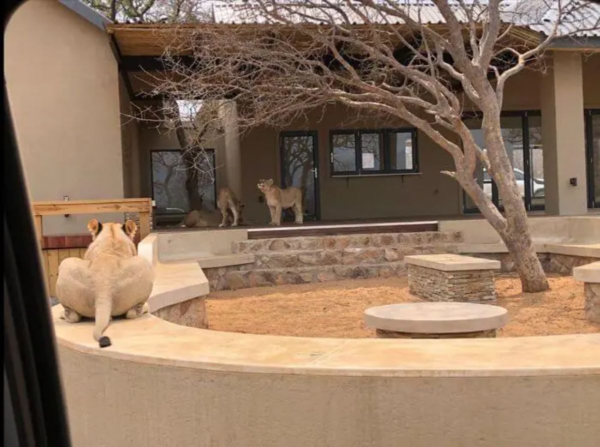 3 female lions on a porch and another in the garden laying on a long concrete bench