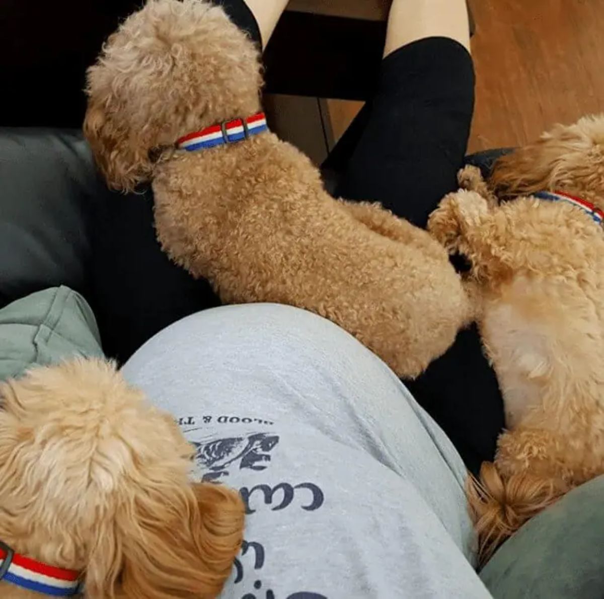 3 fluffy brown dogs laying around a pregnant person on a black sofa