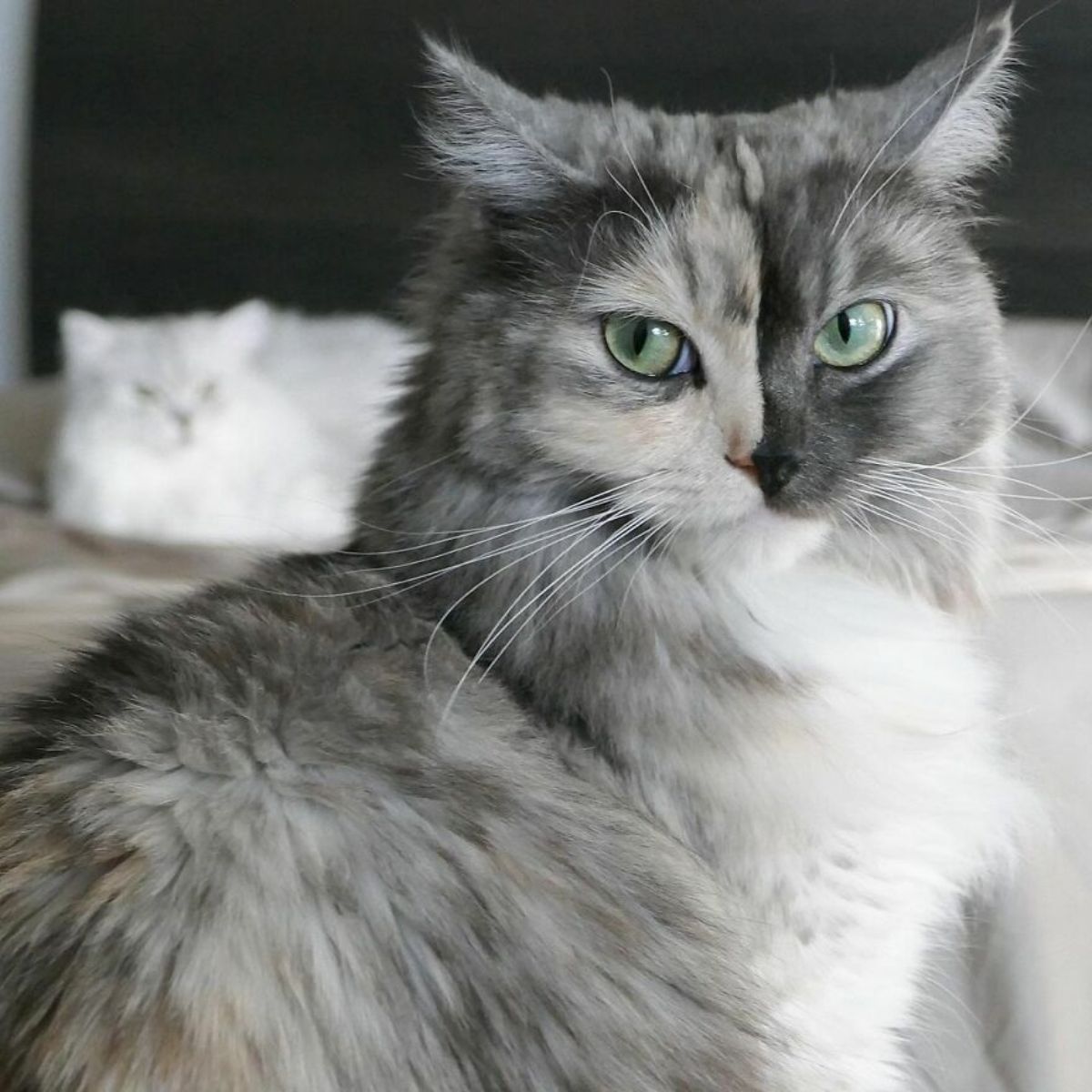fluffy cat with right side of face being grey and left side being black laying on bed with a white cat behind her