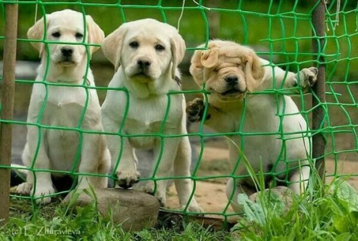 3 labrador retrievers behind a green fence with the second one sticking its face through the gap and the third one getting stuck halfway