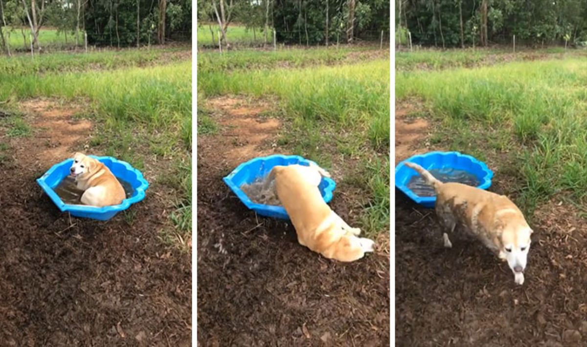 3 photos of a brown dog coming out of a blue basin with muddy water in it