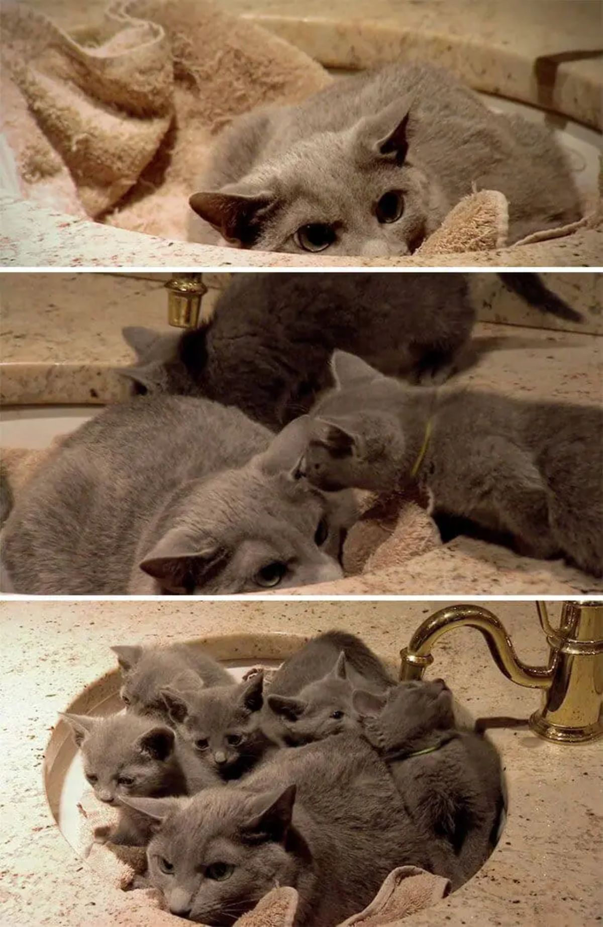 3 photos of a grey cat inside a wash basin and in the last 2 photos grey kittens are joining the cat