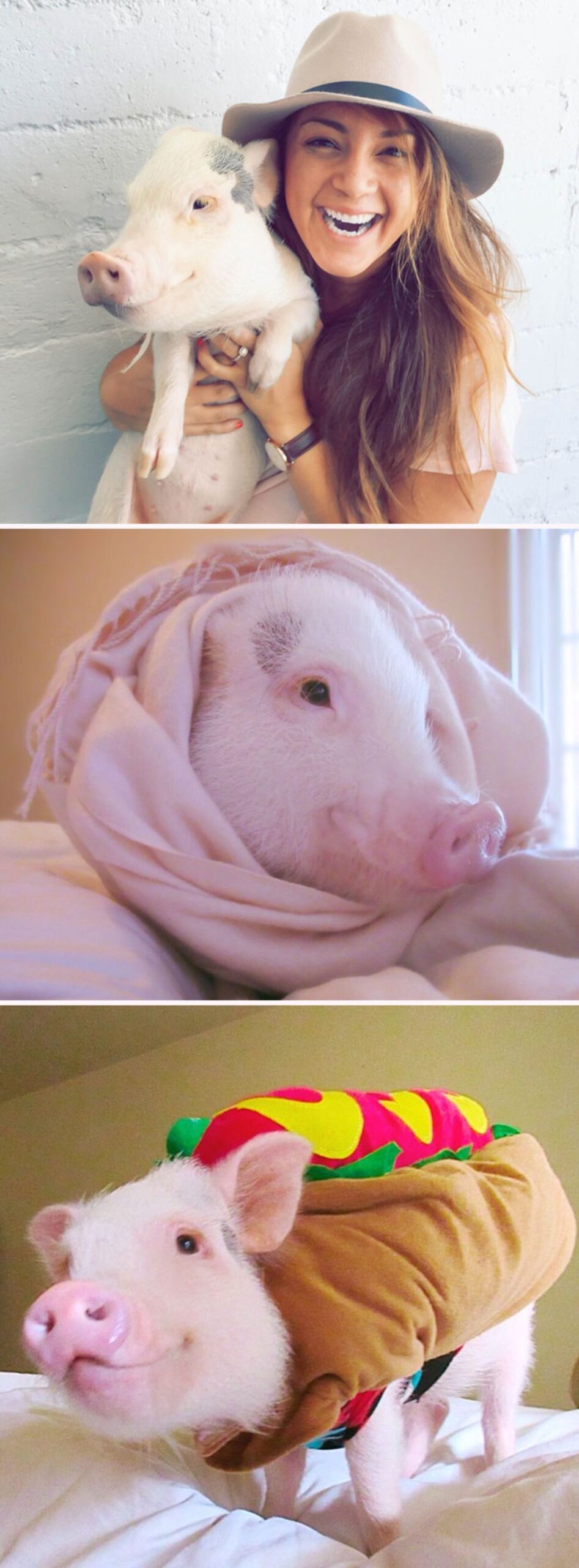 3 photos of a white and black pig being held by a woman, wrapped up in a pink blanket and wearing a hotdog outfit