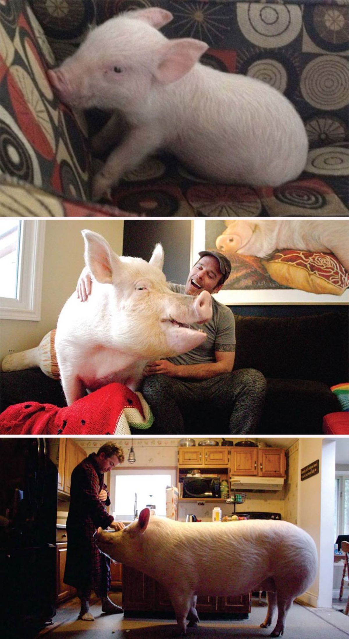 3 photos of a white pig as a baby to an adult