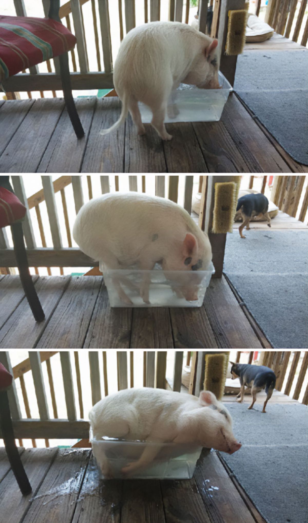 3 photos of a white pig climbing into a transparent white box filled with water