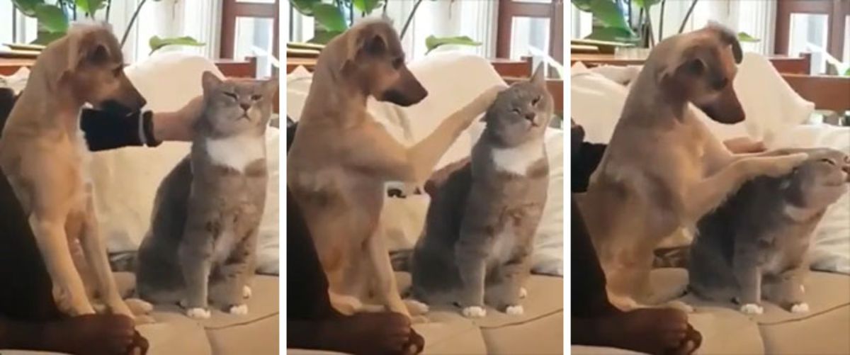 3 photos of someone petting a grey and white cat on a brown sofa, then the brown puppy on the sofa petting the cat
