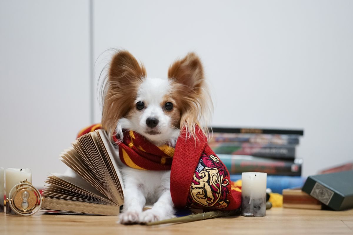 Small dog sitting on table with Harry Potter scarf, near candles and books