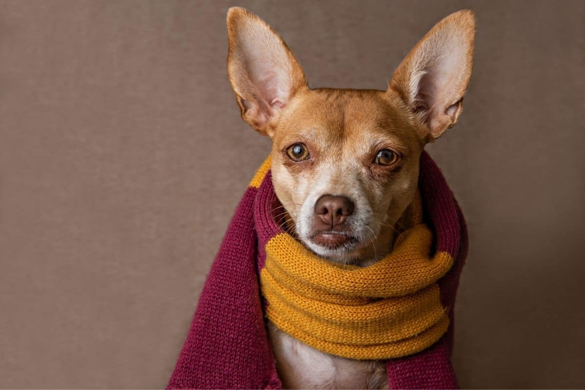 Small brown dog with harry potter scarf, brown background