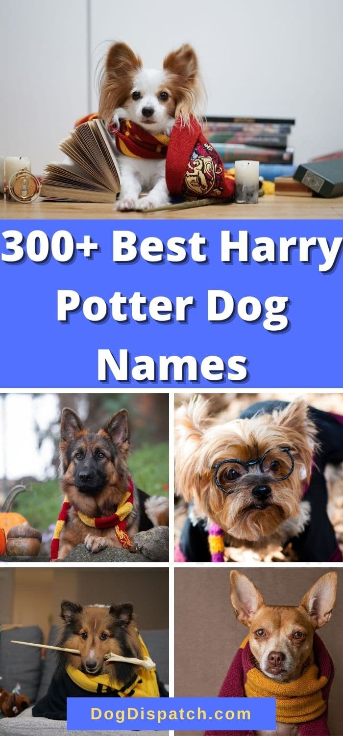 300+ Best Harry Potter Dog Names (2022 Updated) - Dog Dispatch