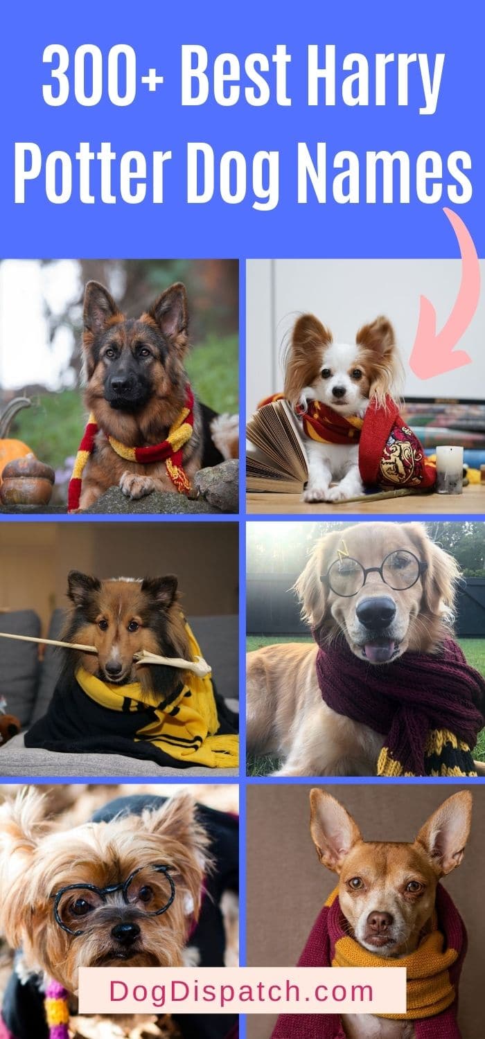 300+ Best Harry Potter Dog Names (2022 Updated) - Dog Dispatch