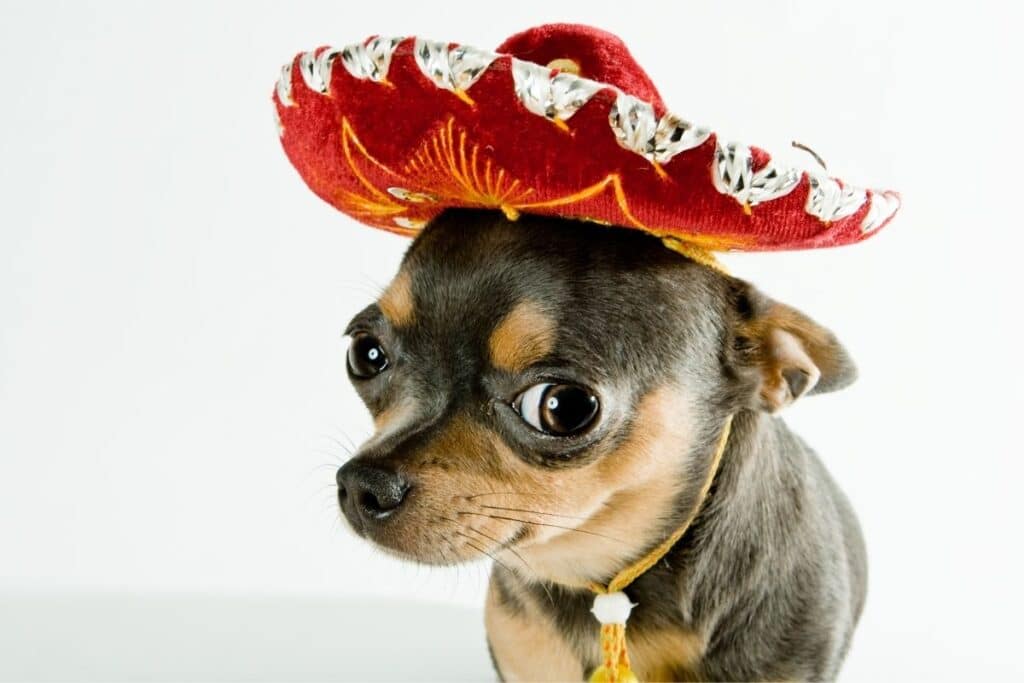 300-best-mexican-dog-names-2022-updated-dog-dispatch