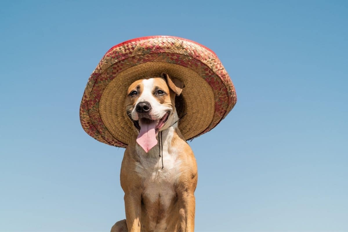 Tan dog with mexican hat sitting, blue background