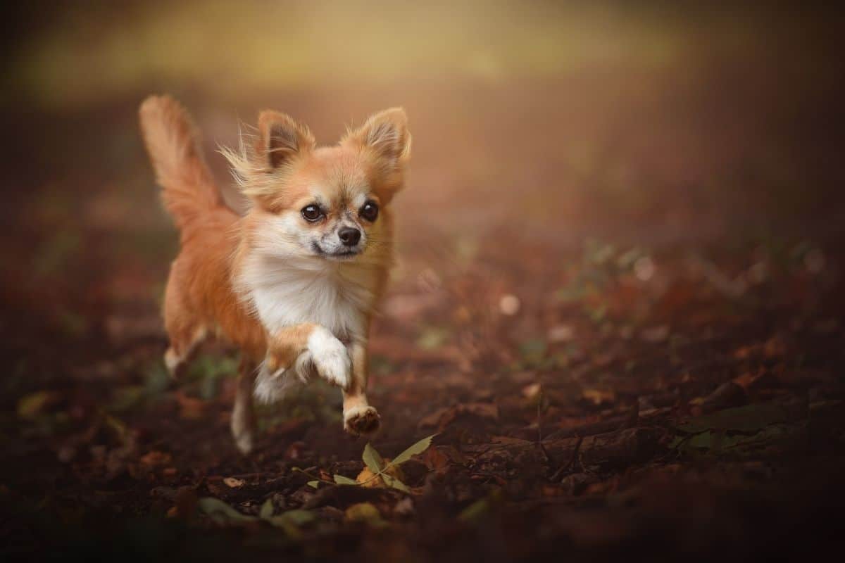 Tiny brown white Chihuahau running in forest, blurry background