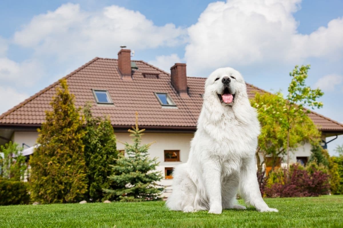 White Great Pyrenees sitting on green grass infront of house