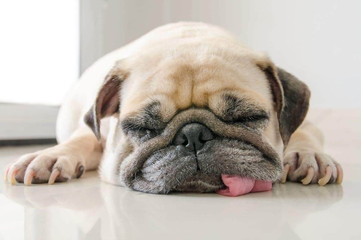 Funny looking sleeping Pug on white floor with tongue out