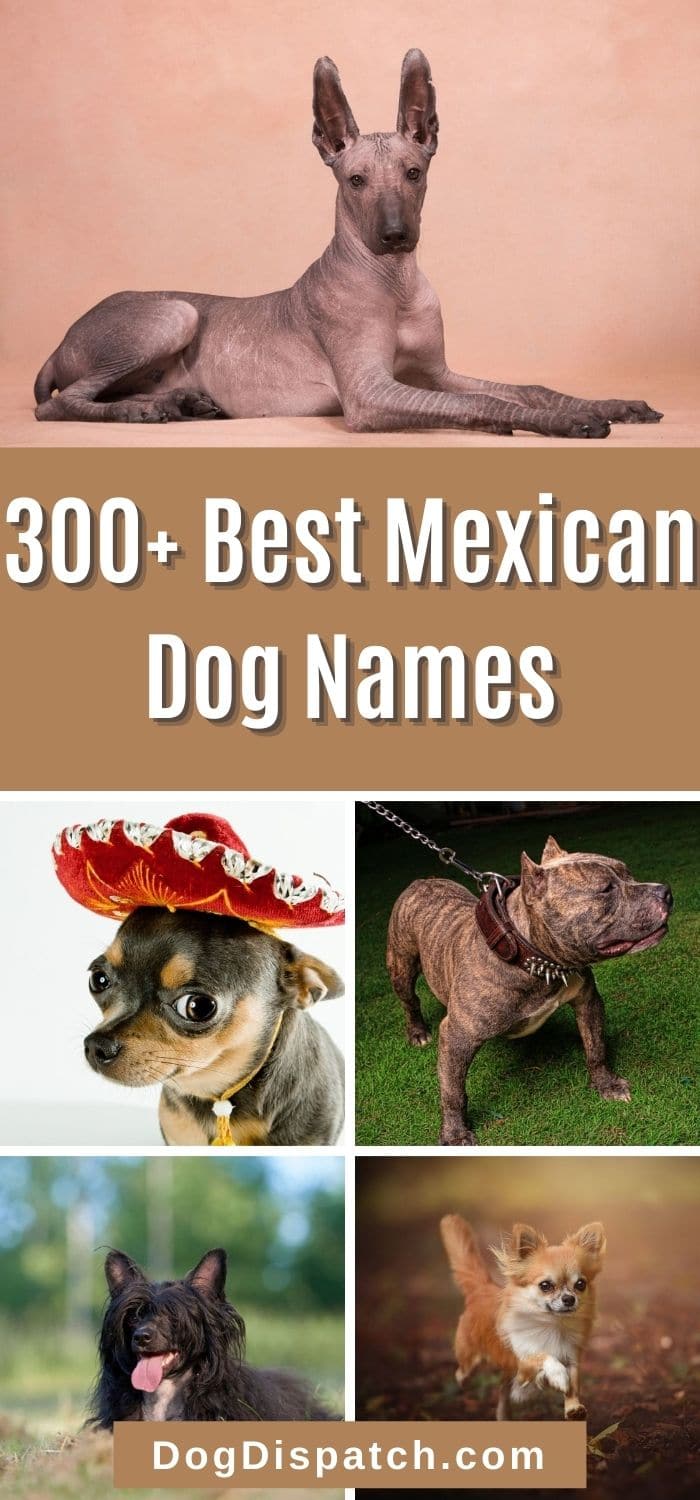 top-150-mexican-dog-names-for-your-boy-or-girl-puppy