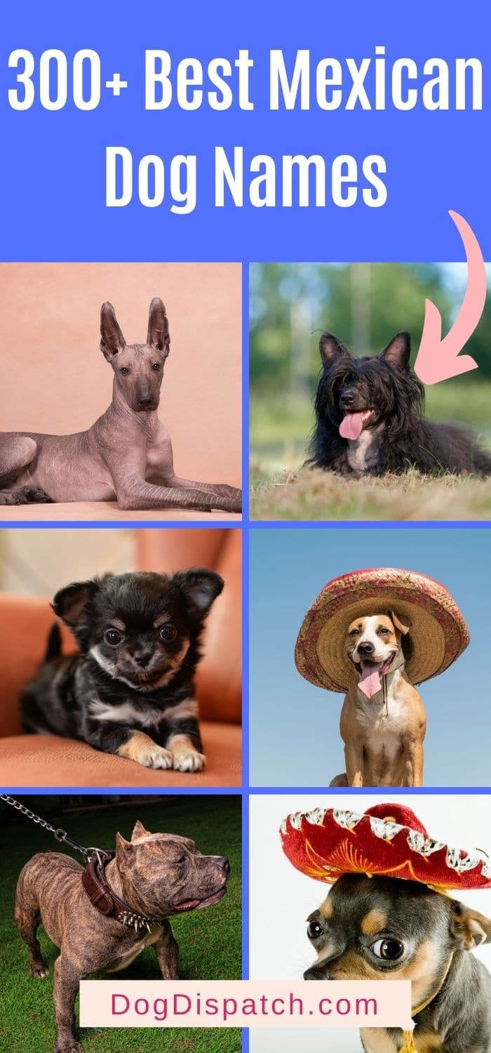 300+ Best Mexican Dog Names (2022 Updated) - Dog Dispatch