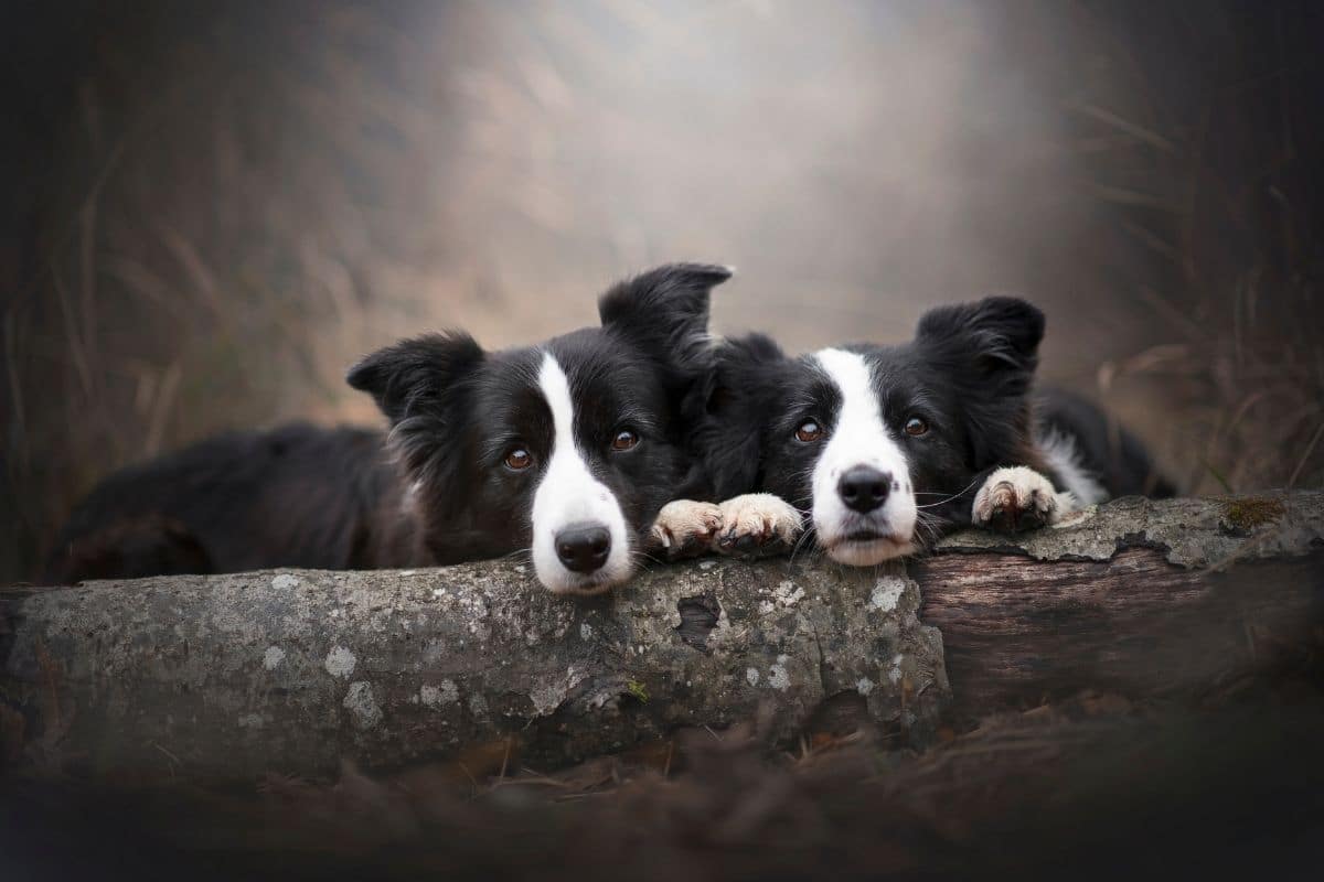 Two Border Collies resting their heads on tree trunk, blurry background