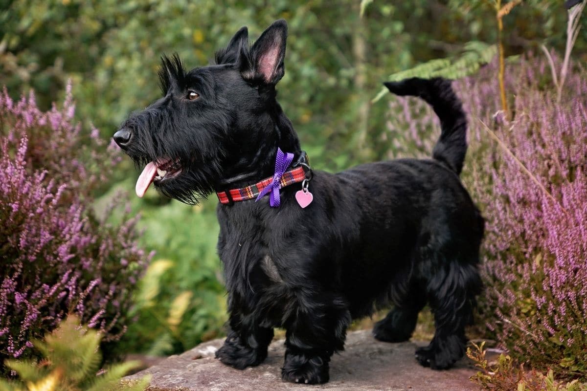 Scottish Terrier standing on the rock near flowers with cute collar with purple ribbon and pink heart.