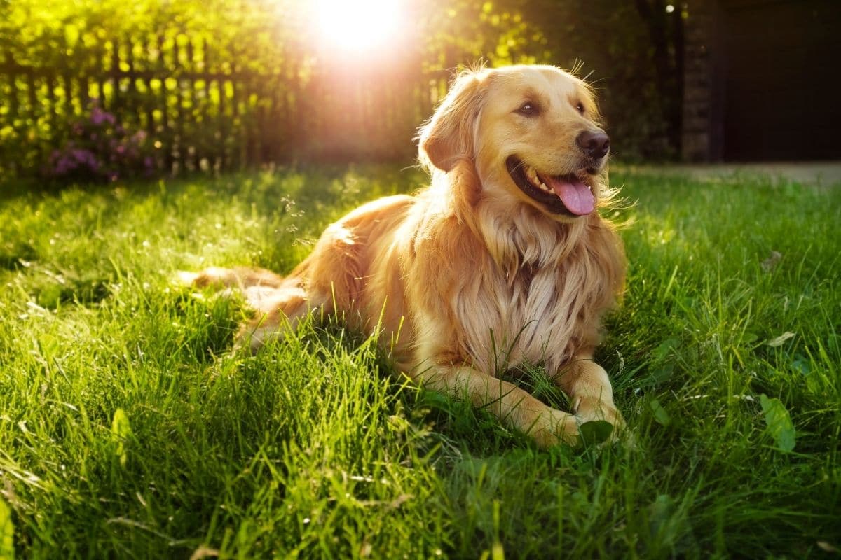 Golden Retriever lying in the green grass with sunset in his back
