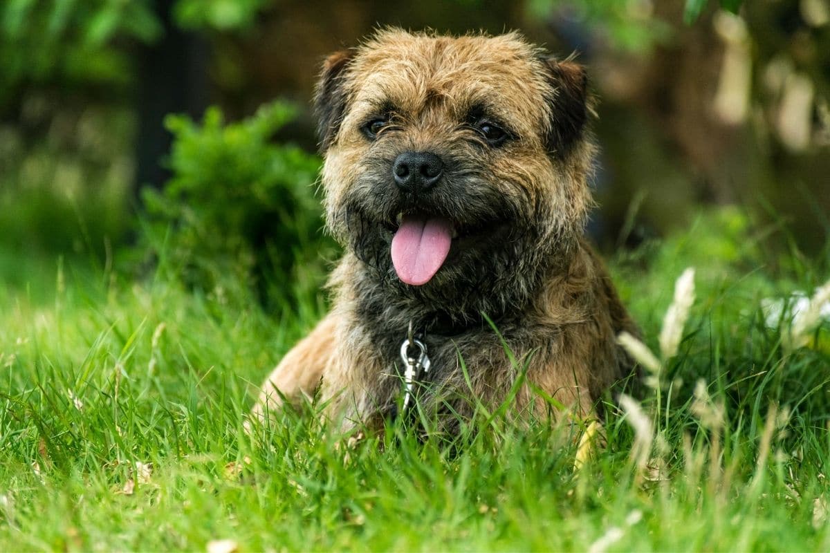 CUte puppy of Border Terrier sitting in green grass with tongue out