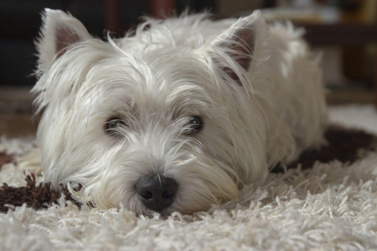 West Highland White Terrier lying on fluffy white blanket