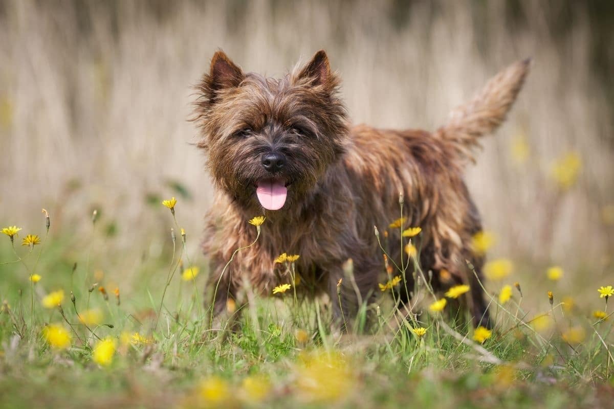 Brown Cairn Terrier standing on field with grass and flowers