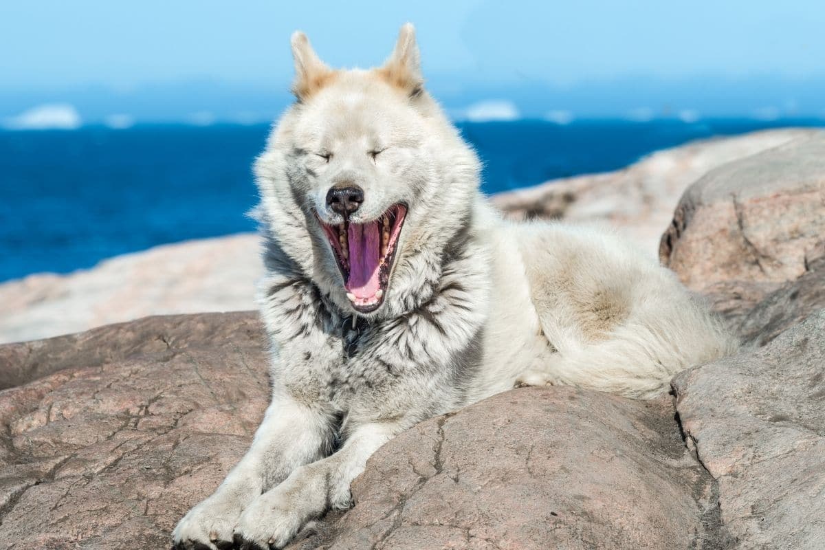 Ligh gray Eskimo dog yawning and lying on the rocks near sea