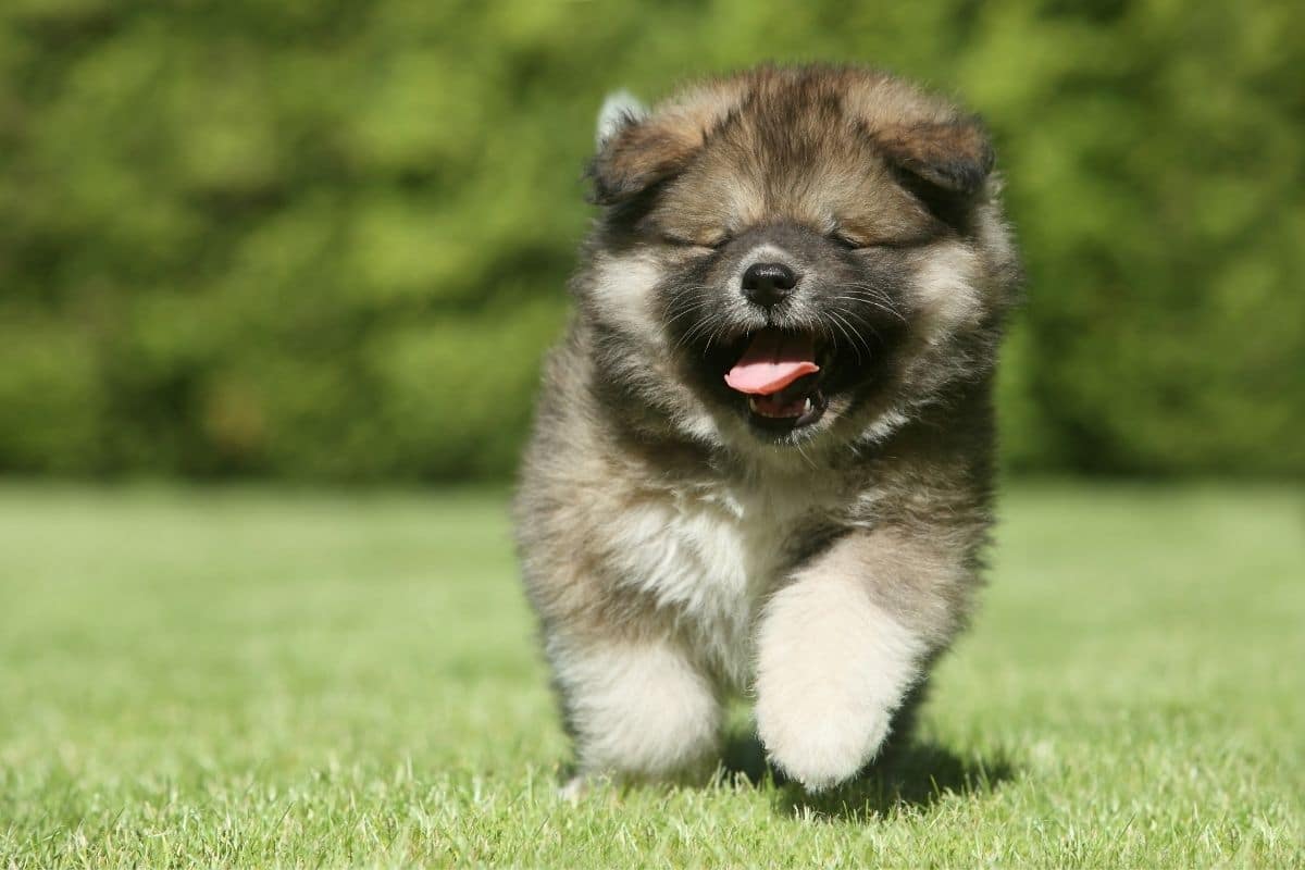 Cute fluffy Caucasian Shepherd puppy running on green grass