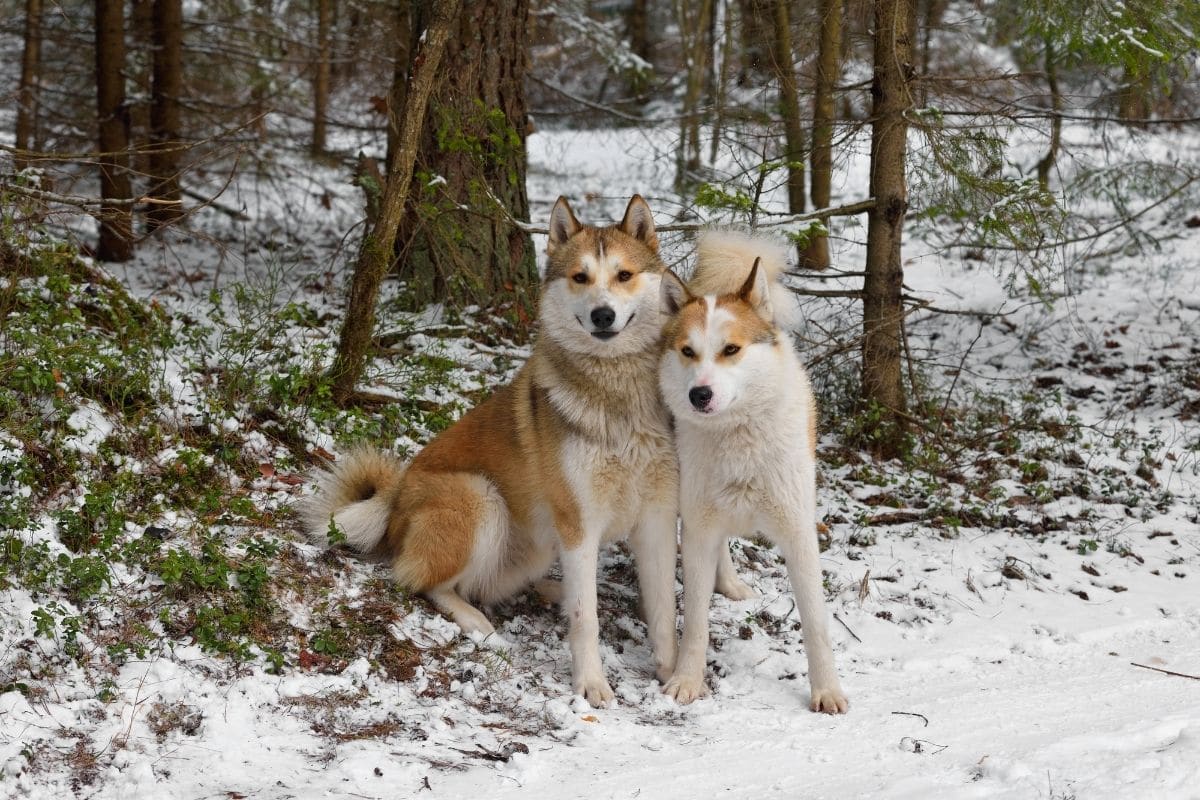 Russian two Laikas, white-brown in snowy forest