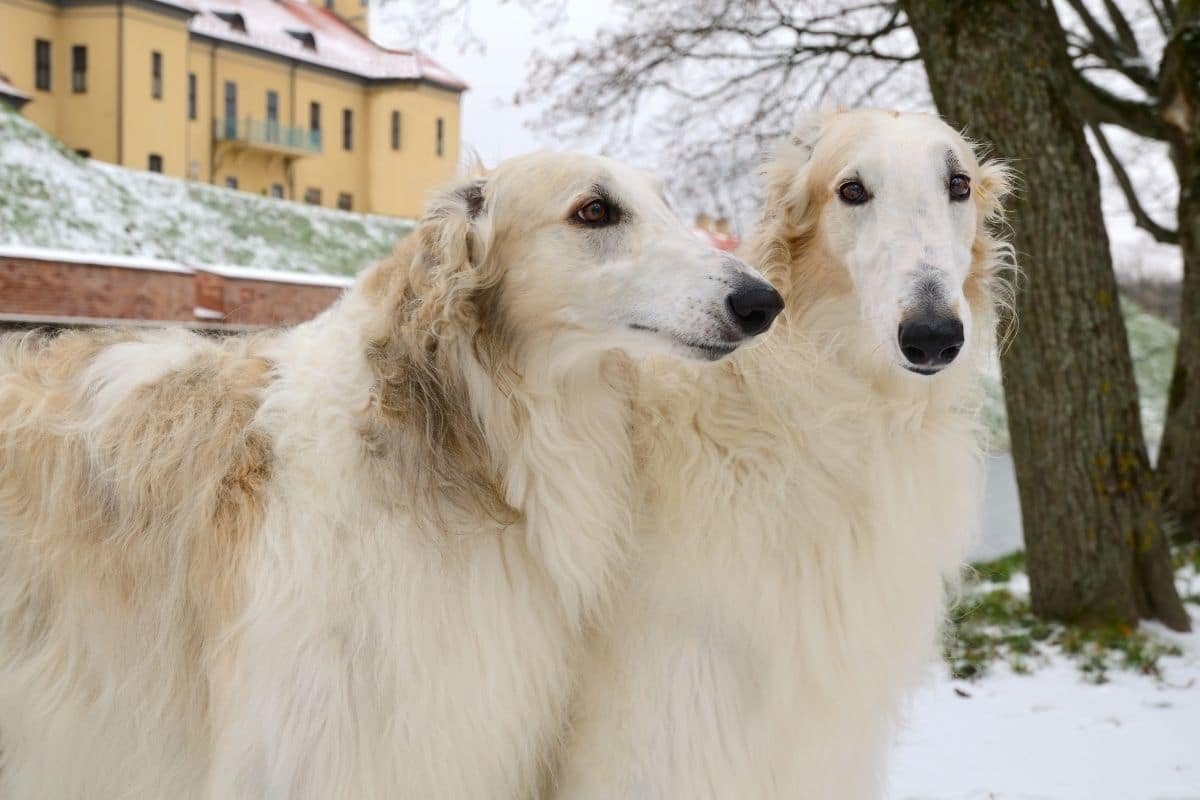 Two white Borzoi standing on snow near tree