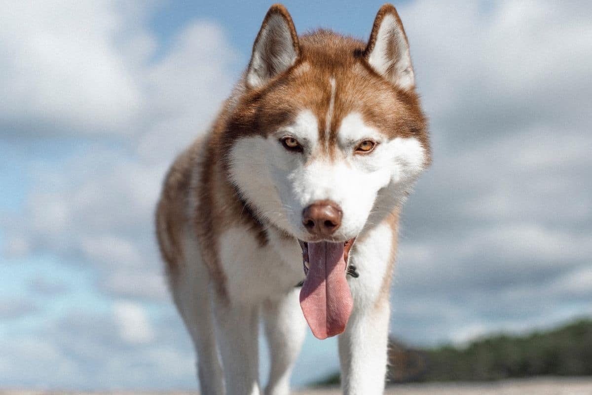 Brown Husky looking directly into camera