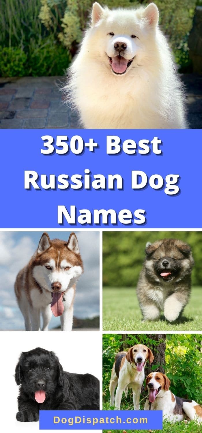 350-best-russian-dog-names-2022-updated-dog-dispatch