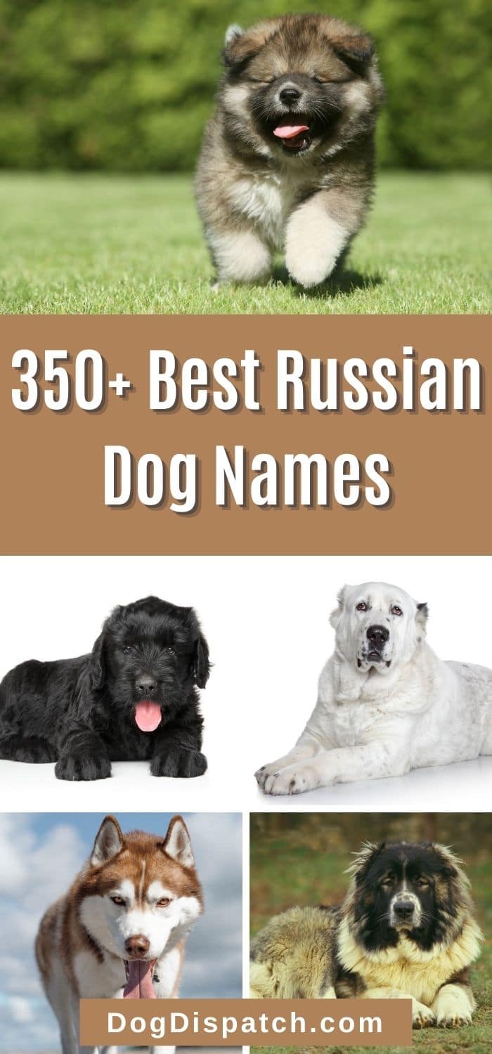 350 Best Russian Dog Names P2 