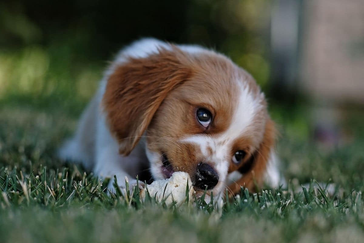Adorable puppy lying on the green grass