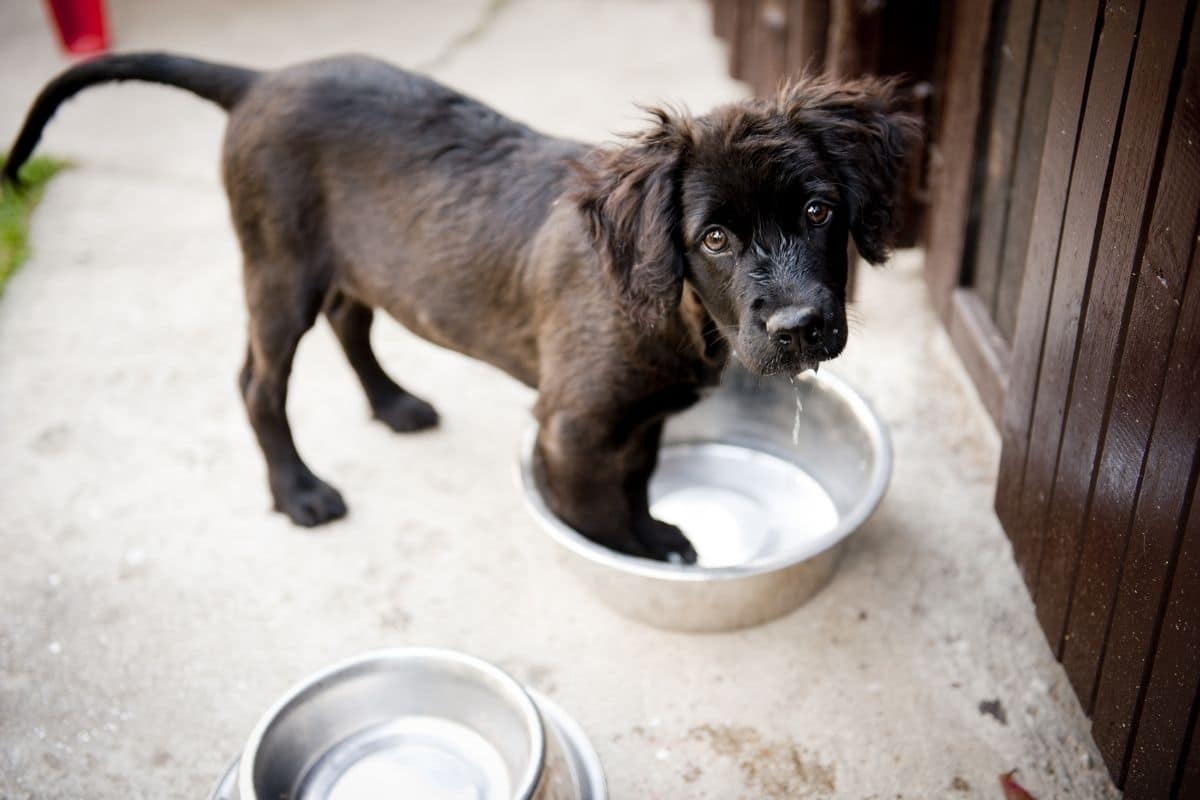 Cute black puppy drinking water from bowl