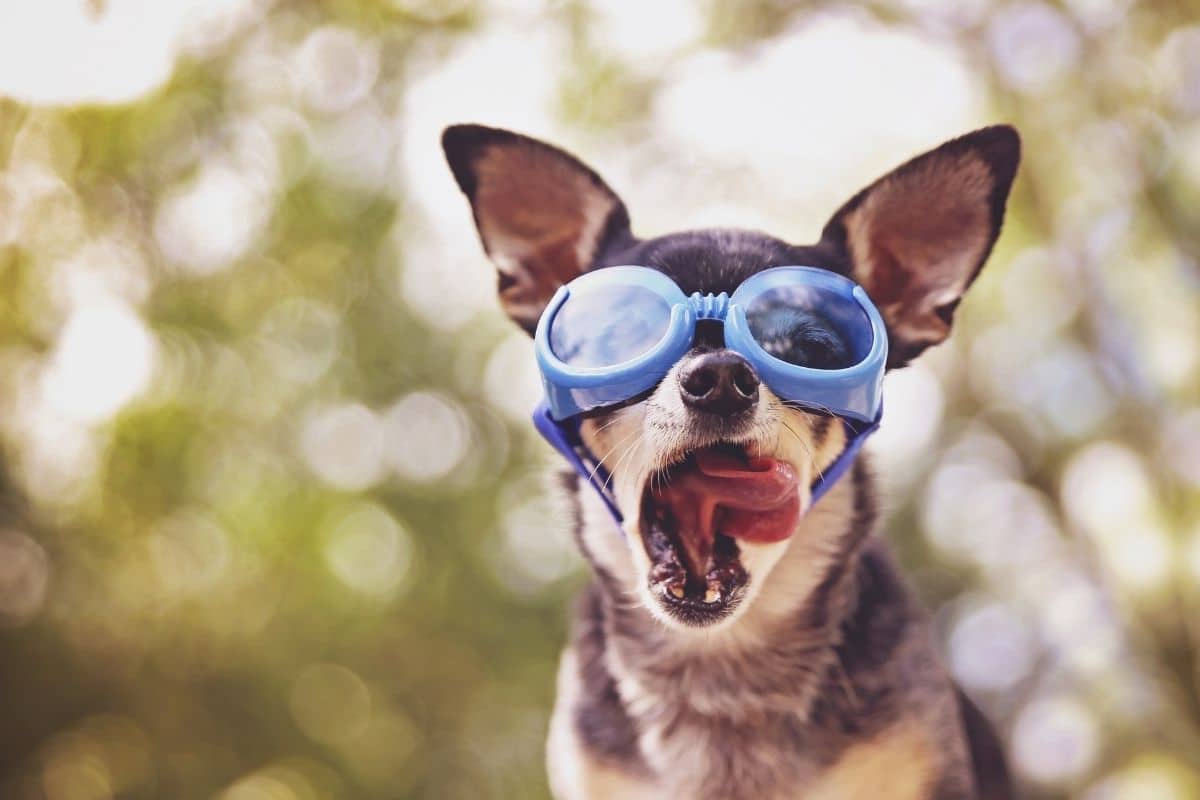 Funny looking Chihuahua with glasses on