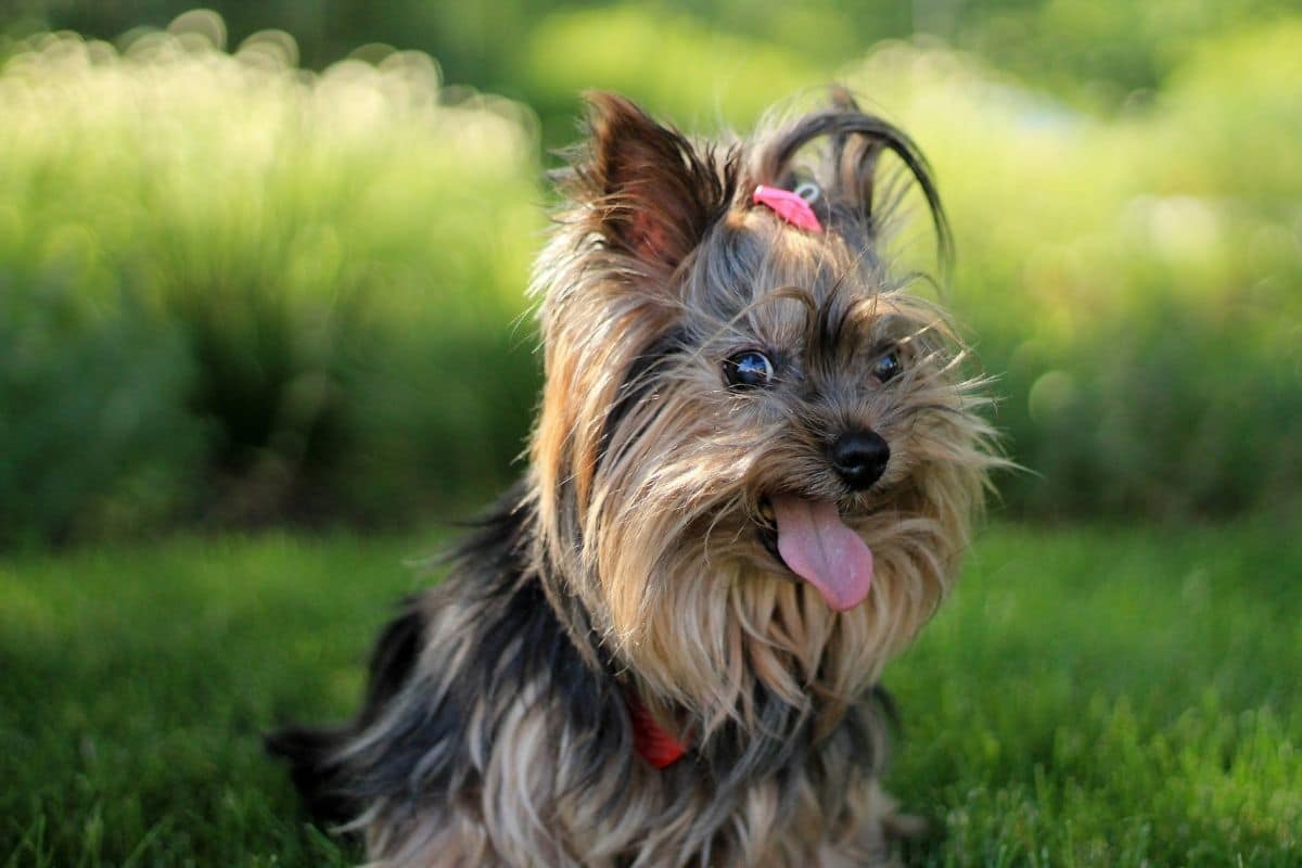 Funny looking tiny dog with tongue out pink buckle